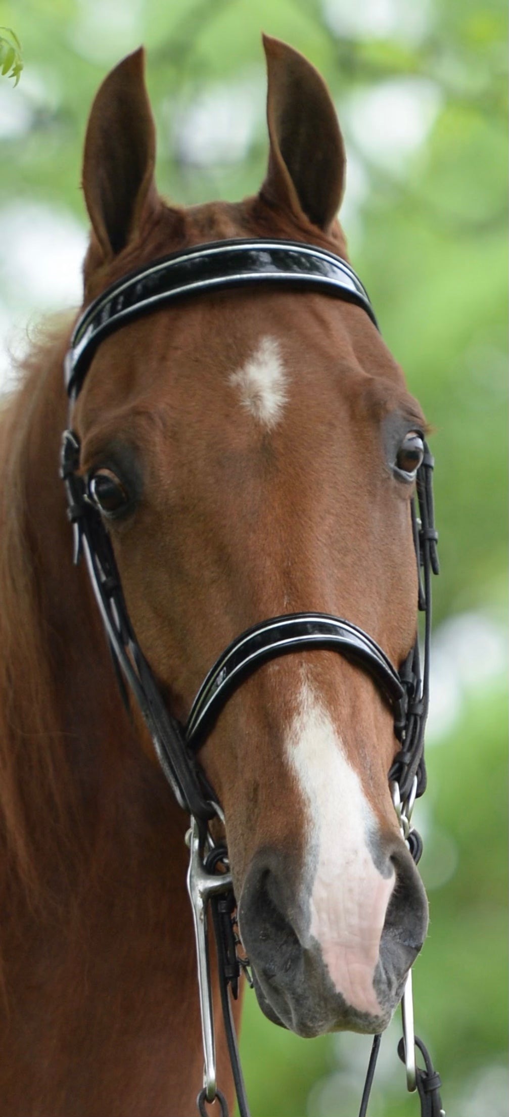 Custom Horse Head Silhouette